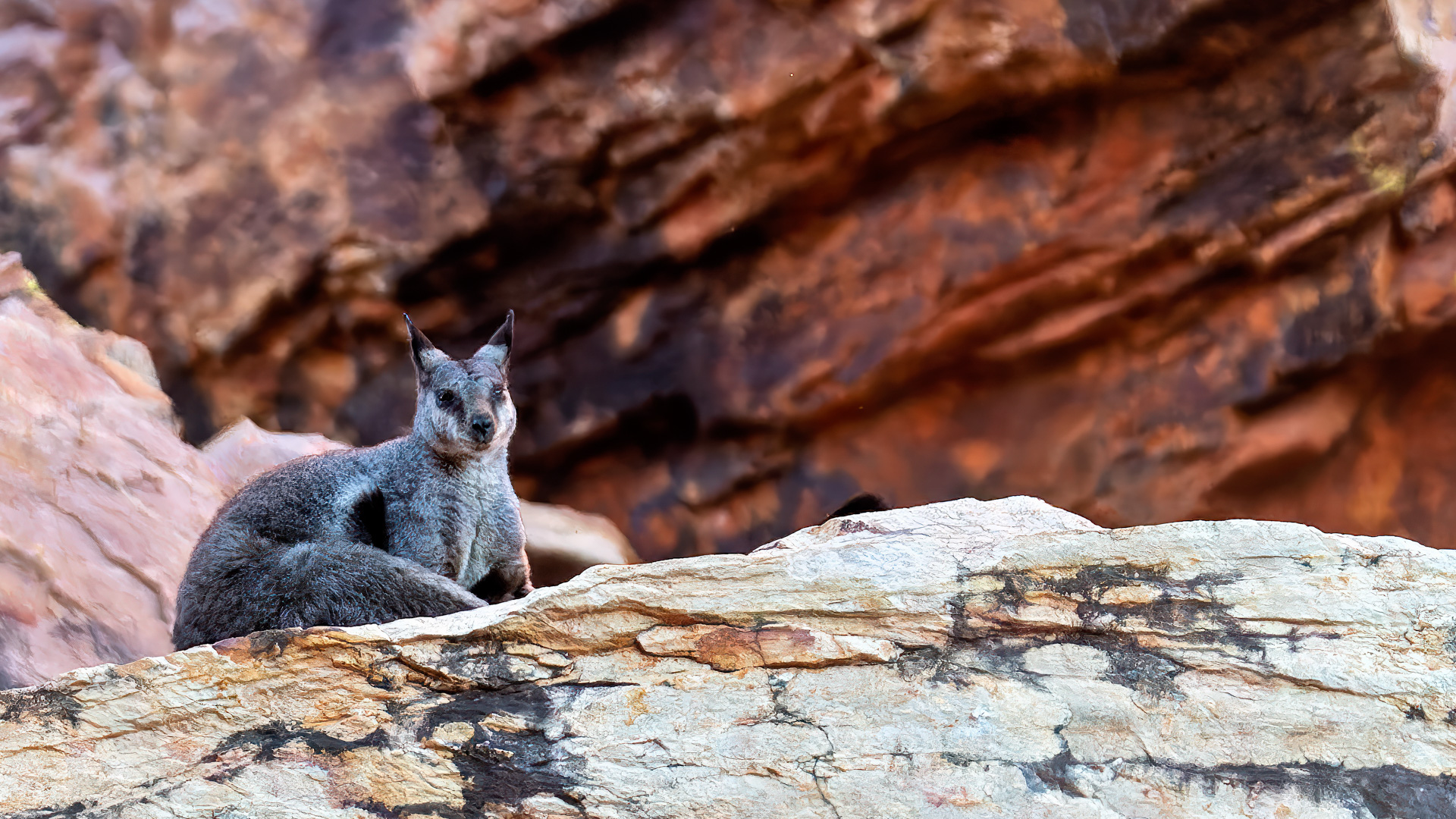Schwarzpfoten-Felskänguru